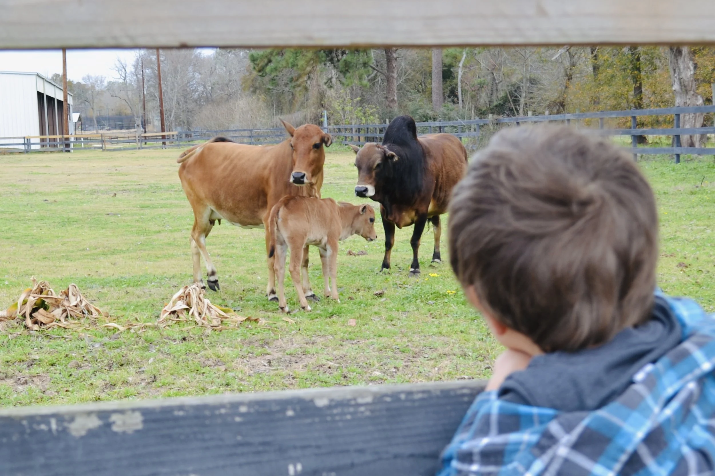 Primera visita a un rancho en familia: actividades para empezar con buen pie